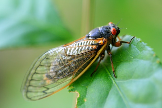 A red eyed cicada with translucent wings perched on a leaf